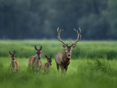 A Découvrir en Croatie - Le Parc de Kopacki Ri
