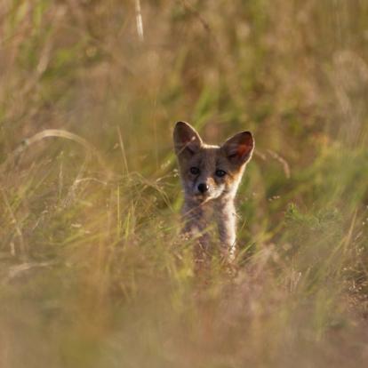 A Découvrir en Croatie - Le Parc de Kopacki Ri
