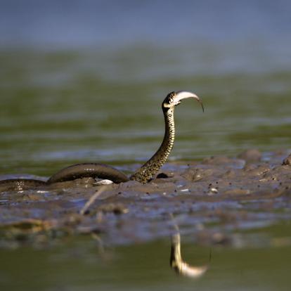 A Découvrir en Croatie - Le Parc de Kopacki Ri