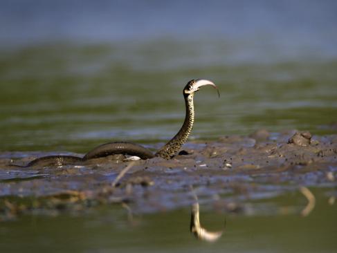 A Découvrir en Croatie - Le Parc de Kopacki Ri