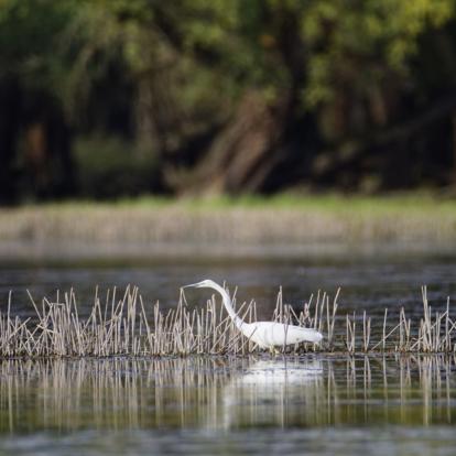 A Découvrir en Croatie - Le Parc de Kopacki Ri