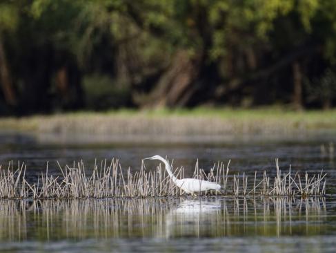 A Découvrir en Croatie - Le Parc de Kopacki Ri