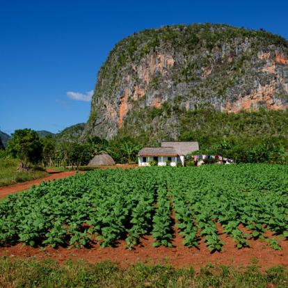 Vinales - Plantation De Tabac A Découvrir à Cuba - La Vallée de Vinales