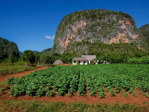Vinales - Plantation De Tabac A Découvrir à Cuba - La Vallée de Vinales