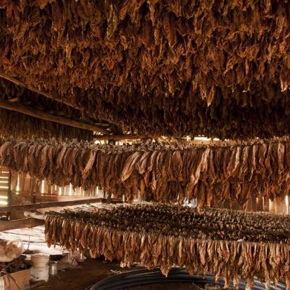 Vinales - Séchage De Tabac A Découvrir à Cuba - La Vallée de Vinales