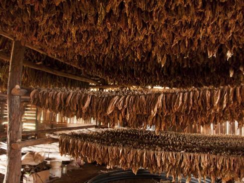 Vinales - Séchage De Tabac A Découvrir à Cuba - La Vallée de Vinales