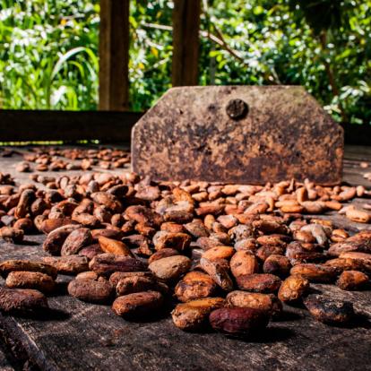Baracoa - Fèves De Cacao Séchant Sur Un Hangar A Découvrir à Cuba - Baracoa