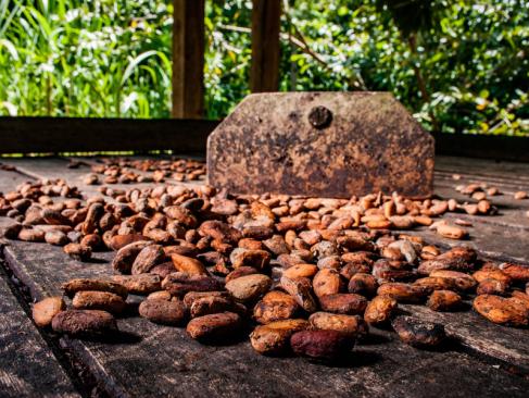 Baracoa - Fèves De Cacao Séchant Sur Un Hangar A Découvrir à Cuba - Baracoa