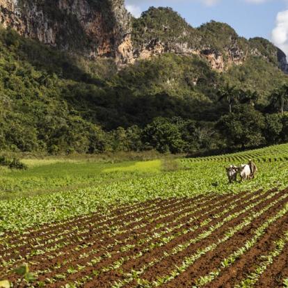 Champ De Tabac A Découvrir à Cuba - Pinar del Rio