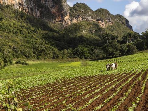 Champ De Tabac A Découvrir à Cuba - Pinar del Rio