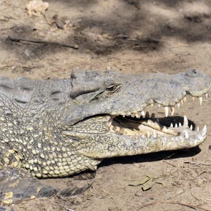 Ciénaga De Zapata A Découvrir à Cuba -  La province de Matanzas