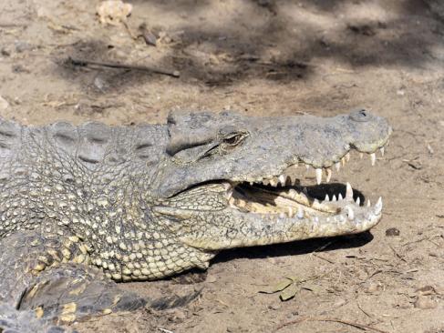 Ciénaga De Zapata A Découvrir à Cuba -  La province de Matanzas