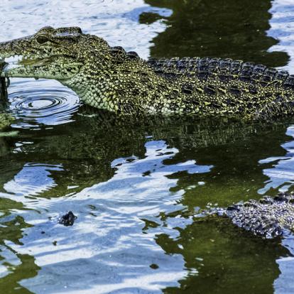 Péninsule de Zapata A Découvrir à Cuba - La Péninsule de Zapata