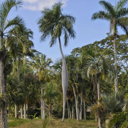 Cienfuegos - Jardin Botanique A Découvrir à Cuba - Cienfuegos