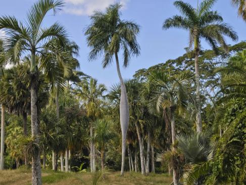 Cienfuegos - Jardin Botanique A Découvrir à Cuba - Cienfuegos