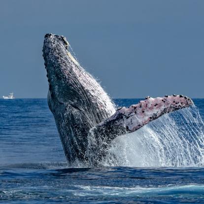 A Découvrir au Mexique - La Péninsule de Basse-Californie