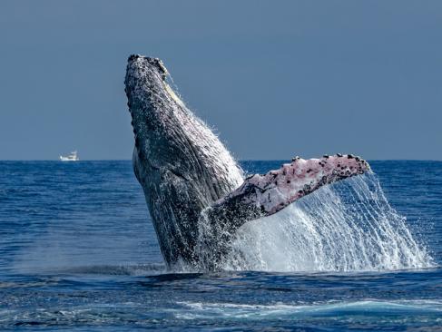 A Découvrir au Mexique - La Péninsule de Basse-Californie