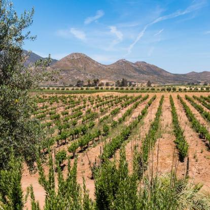 A Découvrir au Mexique - La Péninsule de Basse-Californie