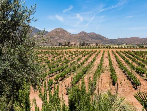 A Découvrir au Mexique - La Péninsule de Basse-Californie