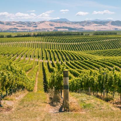 Marlborough A Découvrir en Nouvelle-Zélande - Vignobles du Marlborough