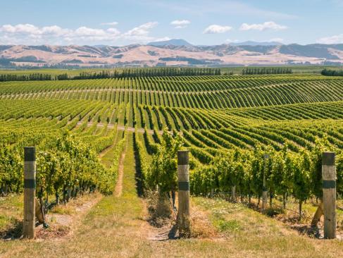 Marlborough A Découvrir en Nouvelle-Zélande - Vignobles du Marlborough