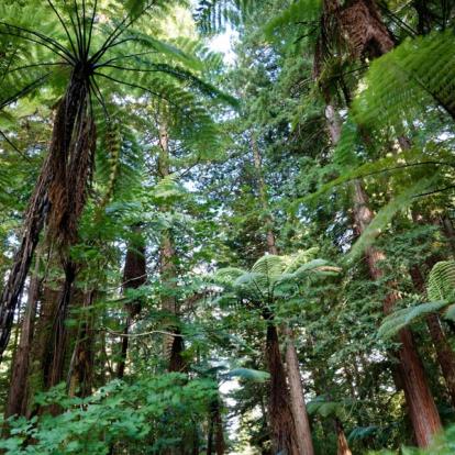 A Découvrir en Nouvelle-Zélande - Rotorua