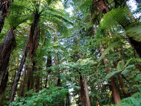A Découvrir en Nouvelle-Zélande - Rotorua