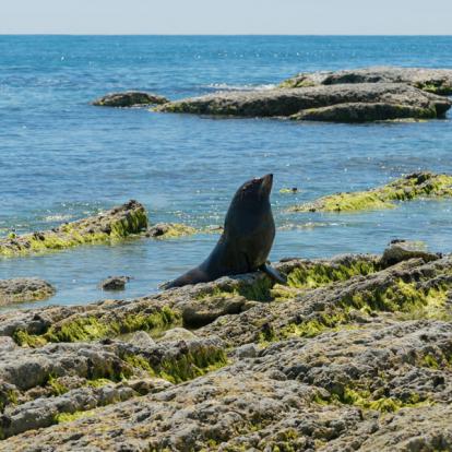 A Découvrir en Nouvelle-Zélande - Kaikoura