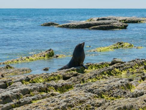 A Découvrir en Nouvelle-Zélande - Kaikoura