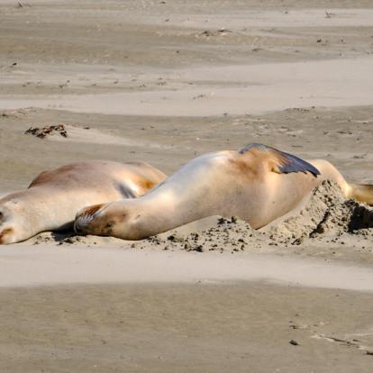 A découvrir en Nouvelle-Zélande - La Catlins Coast