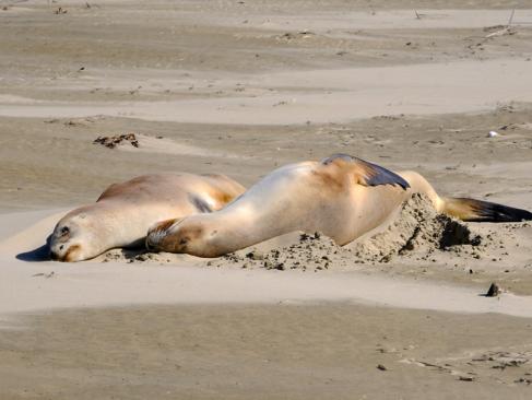 A découvrir en Nouvelle-Zélande - La Catlins Coast