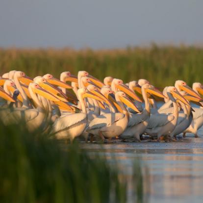 Delta du Danube A Découvrir en Roumanie - Le Delta du Danube