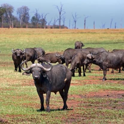 A découvrir au Zimbabwe - Parc National Matusadona