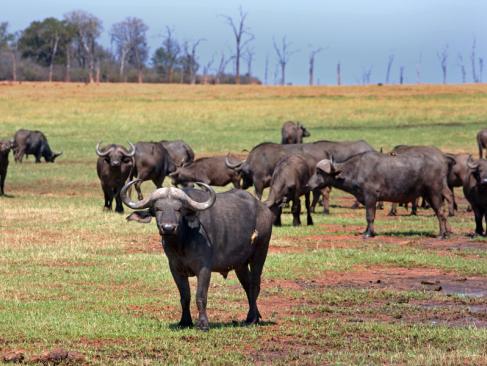 A découvrir au Zimbabwe - Parc National Matusadona