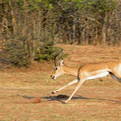 A découvrir au Zimbabwe - Parc National Matusadona