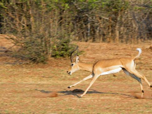 A découvrir au Zimbabwe - Parc National Matusadona