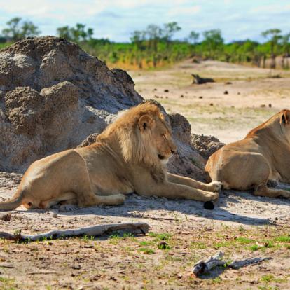 A découvrir au Zimbabwe : Le Parc National Hwange