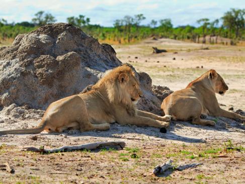 Parc National Hwange A découvrir au Zimbabwe : Le Parc National Hwange