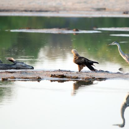 Parc National Hwange A découvrir au Zimbabwe : Le Parc National Hwange