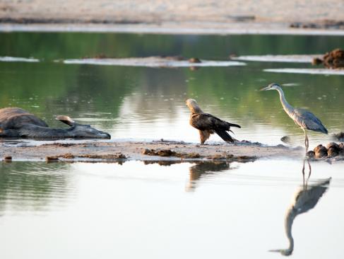 Parc National Hwange A découvrir au Zimbabwe : Le Parc National Hwange
