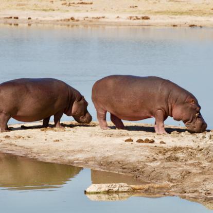 Parc National Hwange A découvrir au Zimbabwe : Le Parc National Hwange