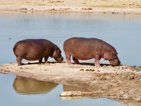 Parc National Hwange A découvrir au Zimbabwe : Le Parc National Hwange