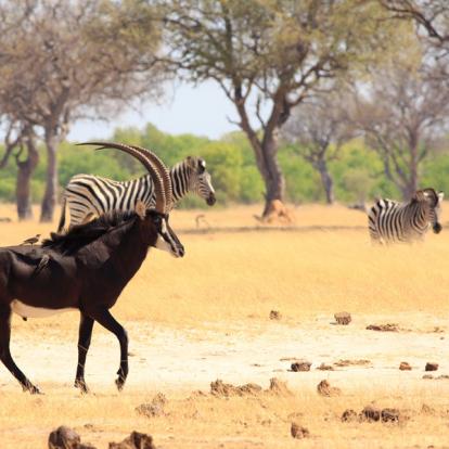 Parc National Hwange A découvrir au Zimbabwe : Le Parc National Hwange