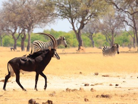 Parc National Hwange A découvrir au Zimbabwe : Le Parc National Hwange