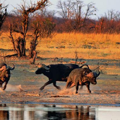 A découvrir au Zimbabwe : Le Parc National Hwange