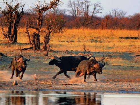 Parc National Hwange A découvrir au Zimbabwe : Le Parc National Hwange