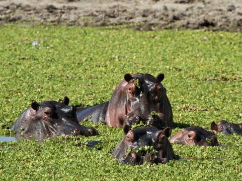 A Découvrir au Zimbabwe - Parc National de Mana Pools