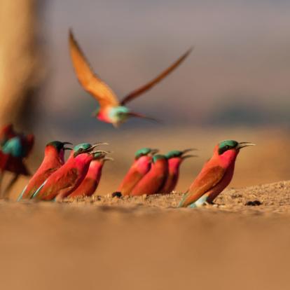 A Découvrir au Zimbabwe - Parc National de Mana Pools