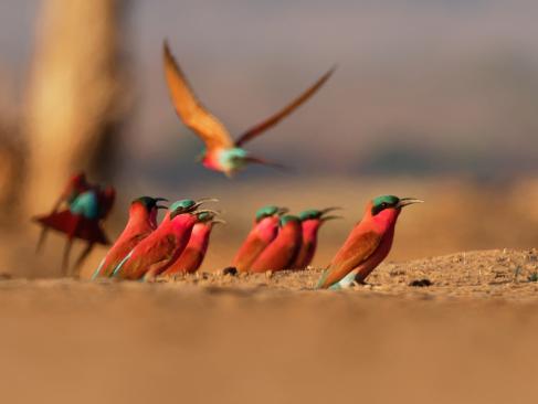 A Découvrir au Zimbabwe - Parc National de Mana Pools