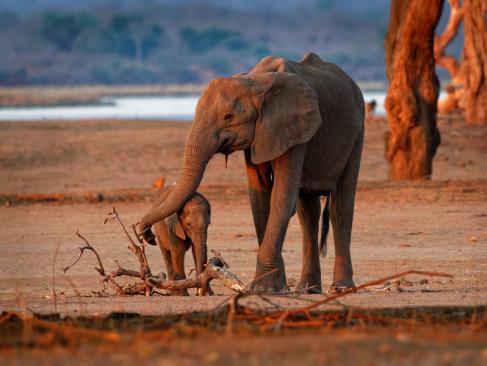 A Découvrir au Zimbabwe - Parc National de Mana Pools